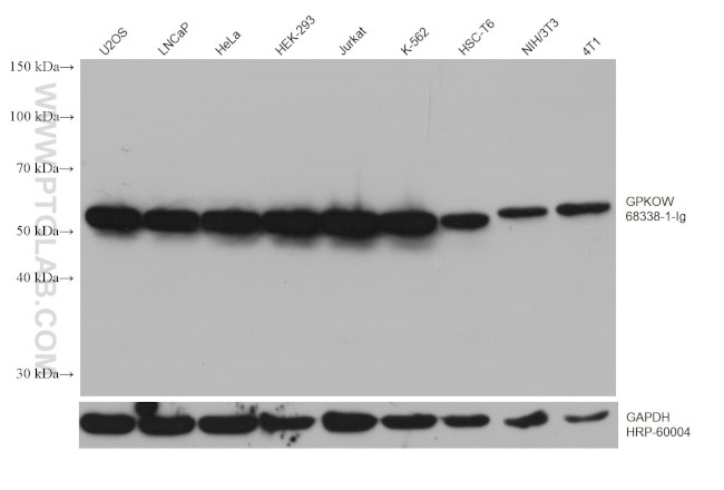 GPKOW Antibody in Western Blot (WB)