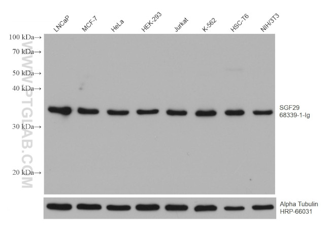 SGF29 Antibody in Western Blot (WB)