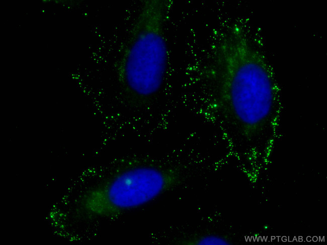 DNAJC21 Antibody in Immunocytochemistry (ICC/IF)