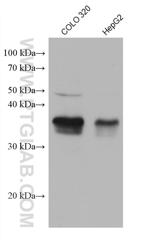 ZMAT3 Antibody in Western Blot (WB)