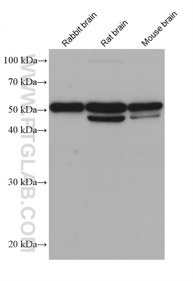 IRSp53 Antibody in Western Blot (WB)