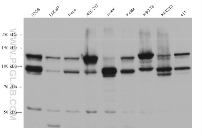 RABGAP1L Antibody in Western Blot (WB)