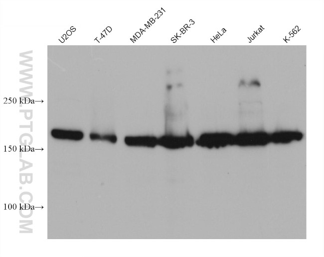 WSTF Antibody in Western Blot (WB)