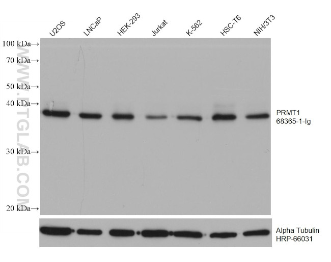 PRMT1 Antibody in Western Blot (WB)