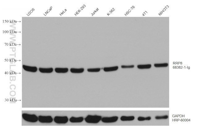 RRP8 Antibody in Western Blot (WB)