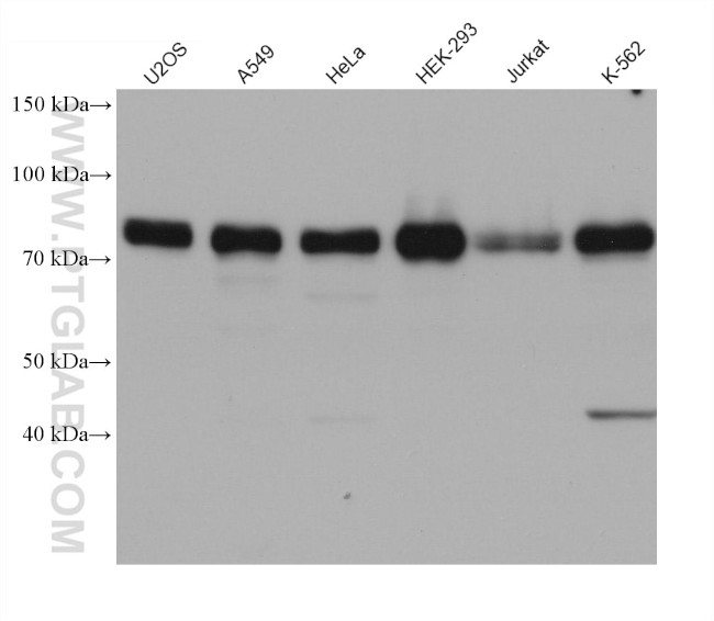 TNIP1 Antibody in Western Blot (WB)