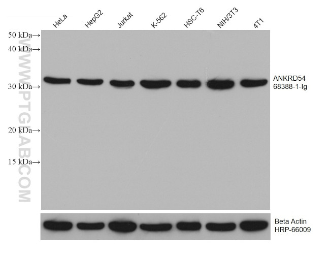 ANKRD54 Antibody in Western Blot (WB)
