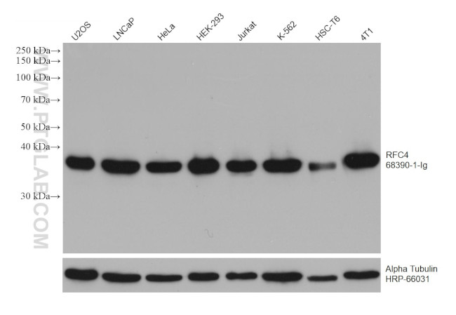RFC4 Antibody in Western Blot (WB)