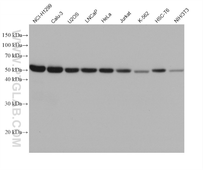 ERGIC3 Antibody in Western Blot (WB)
