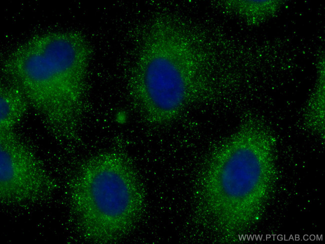 AMOTL2 Antibody in Immunocytochemistry (ICC/IF)