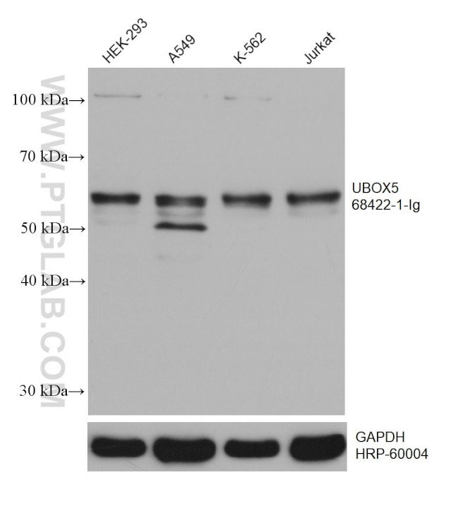 UBOX5 Antibody in Western Blot (WB)