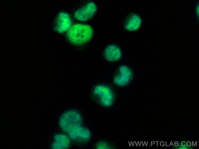 ARID3A Antibody in Immunocytochemistry (ICC/IF)
