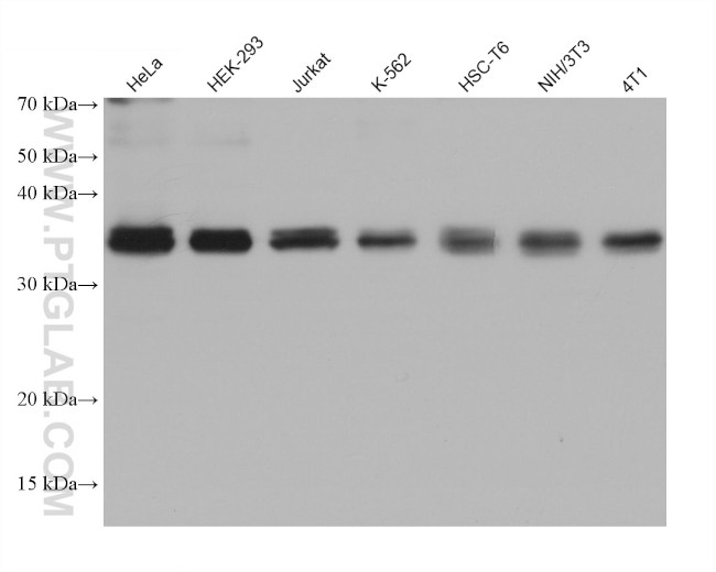 STX4 Antibody in Western Blot (WB)