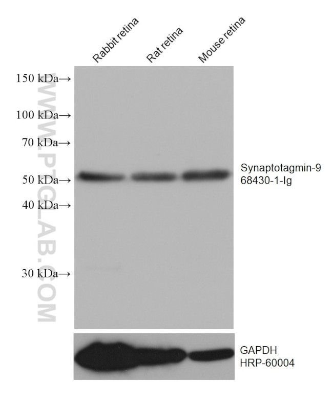Synaptotagmin-9 Antibody in Western Blot (WB)