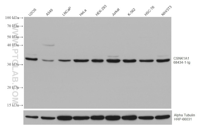 CSNK1A1 Antibody in Western Blot (WB)