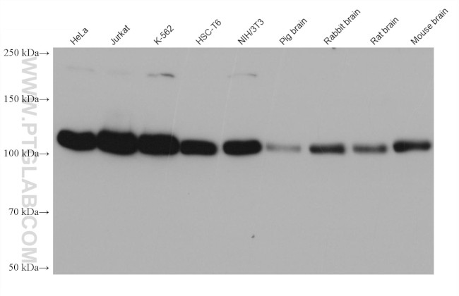 CNOT3 Antibody in Western Blot (WB)