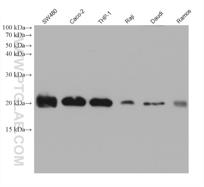 BIK Antibody in Western Blot (WB)
