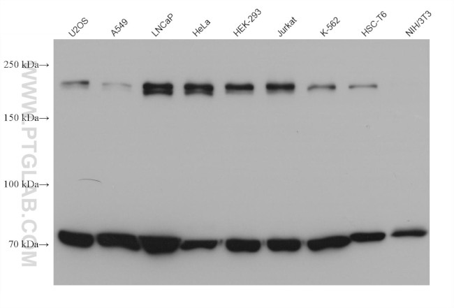 CUX1 Antibody in Western Blot (WB)