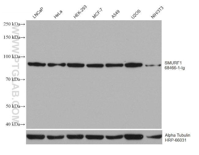 SMURF1 Antibody in Western Blot (WB)