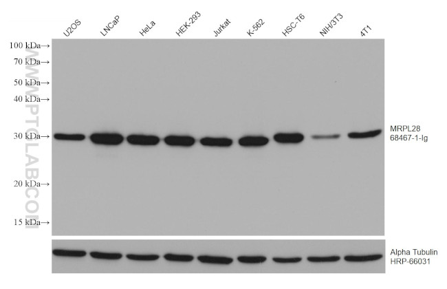 MRPL28 Antibody in Western Blot (WB)