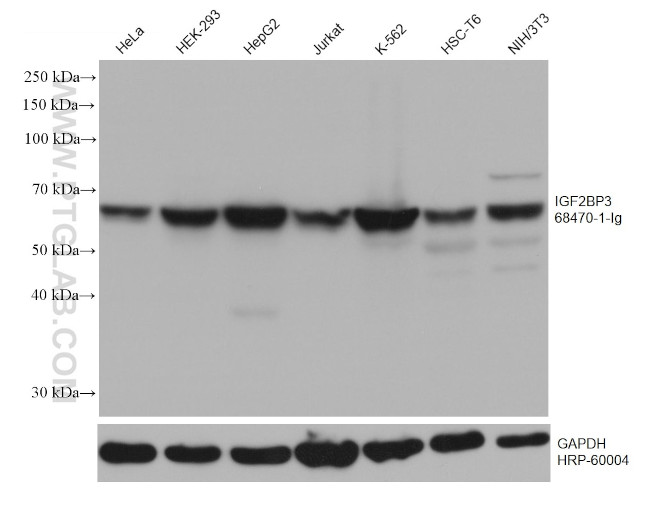 IGF2BP3 Antibody in Western Blot (WB)