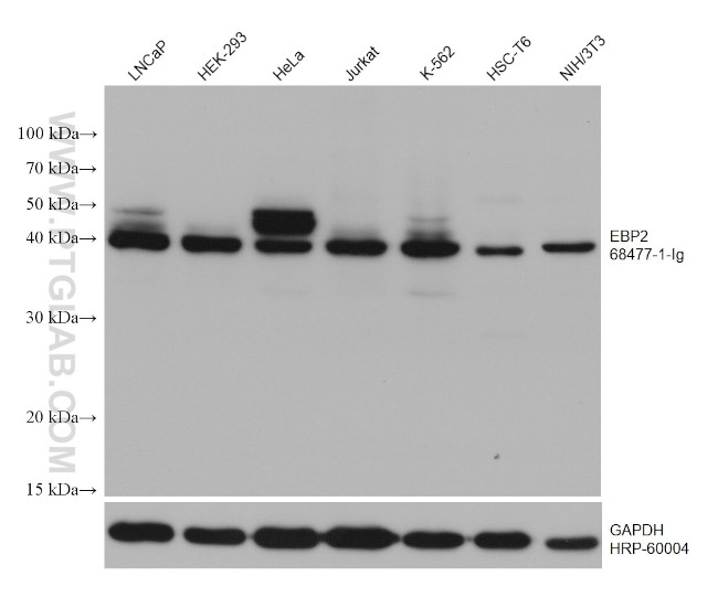 EBP2 Antibody in Western Blot (WB)