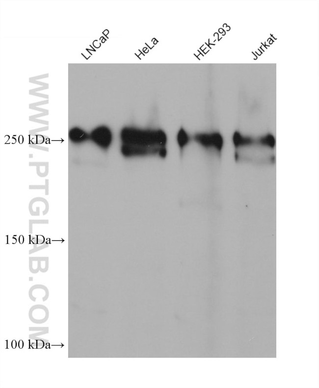 SEC16A Antibody in Western Blot (WB)