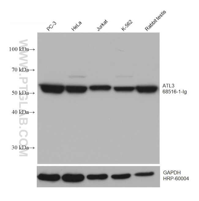ATL3 Antibody in Western Blot (WB)