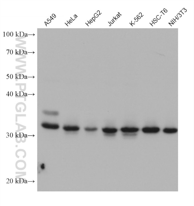 PRKRA Antibody in Western Blot (WB)