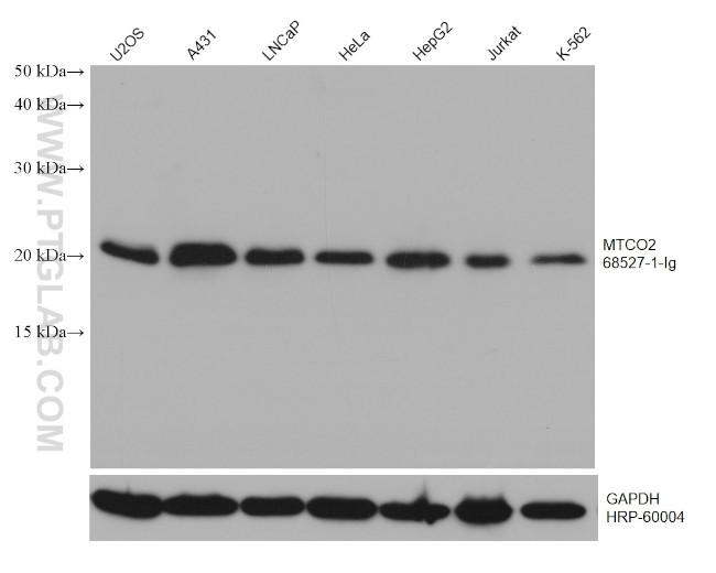 MTCO2 Antibody in Western Blot (WB)
