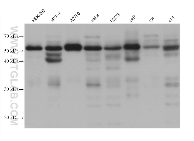 FSTL1 Antibody in Western Blot (WB)