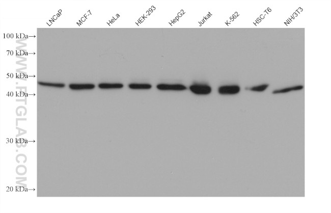 UBA5 Antibody in Western Blot (WB)