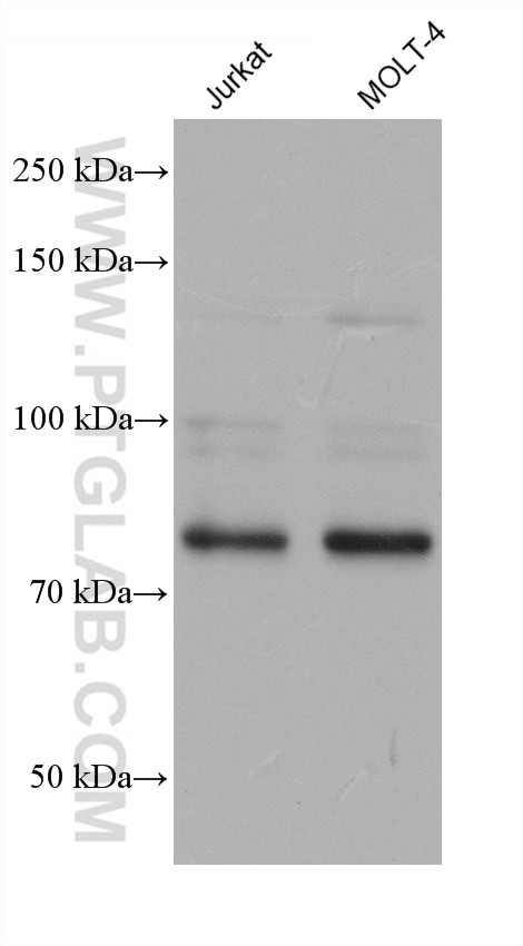 MYB/c-Myb Antibody in Western Blot (WB)