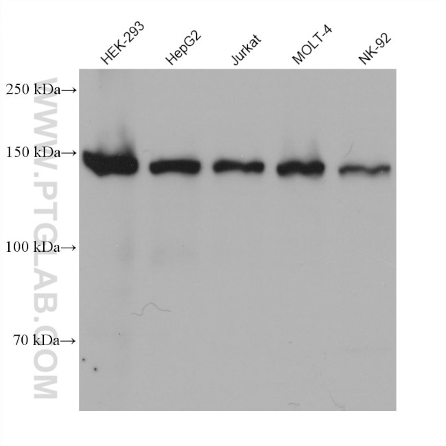 SKIV2L Antibody in Western Blot (WB)