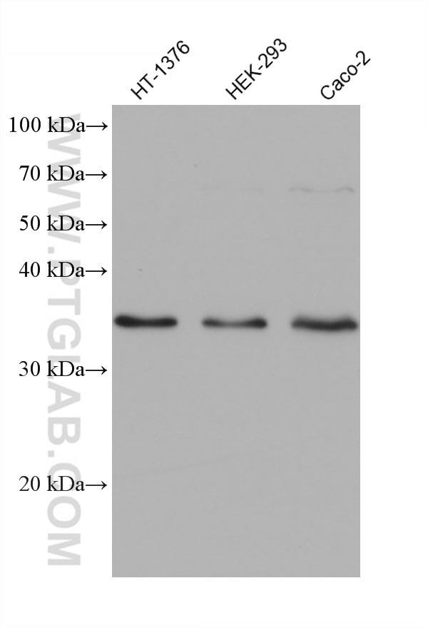 MSX2 Antibody in Western Blot (WB)