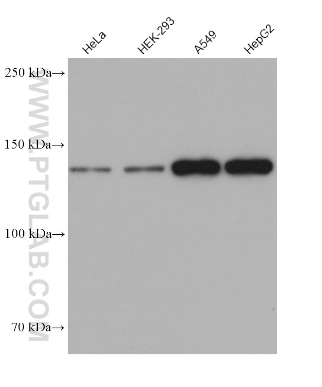 FMNL2 Antibody in Western Blot (WB)