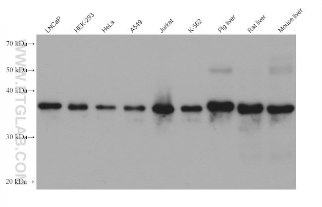 PEX19 Antibody in Western Blot (WB)