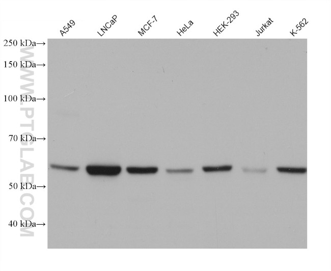 TBC1D24 Antibody in Western Blot (WB)