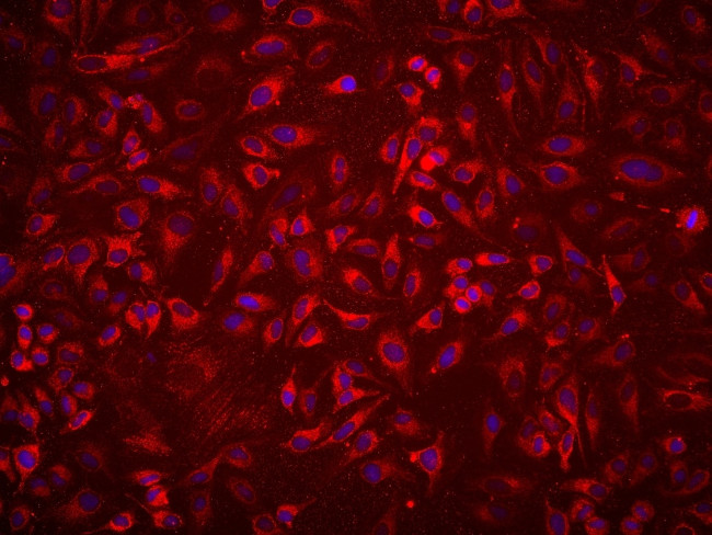 PTPIP51 Antibody in Immunocytochemistry (ICC/IF)