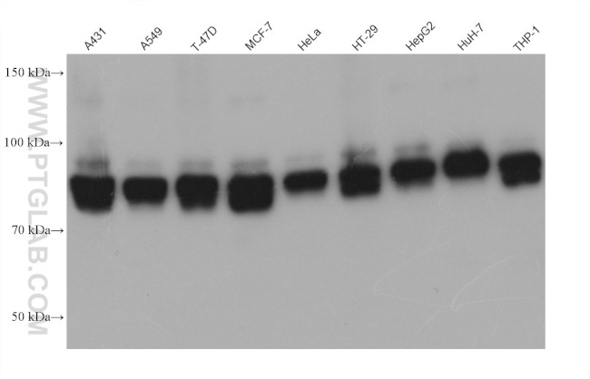 SSH3 Antibody in Western Blot (WB)