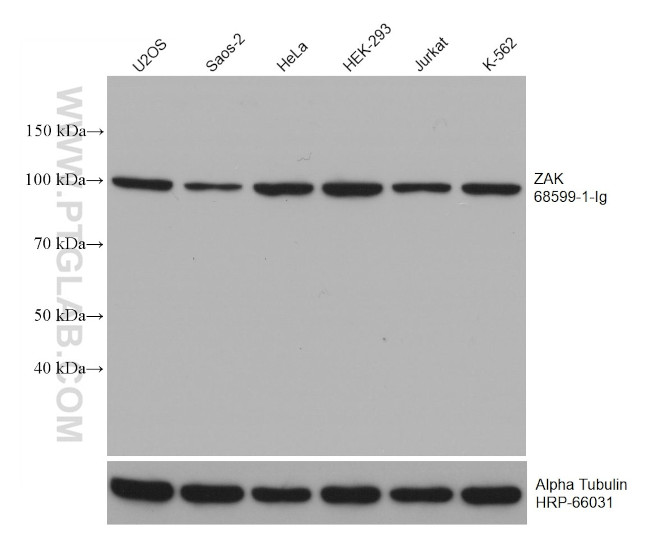 ZAK Antibody in Western Blot (WB)
