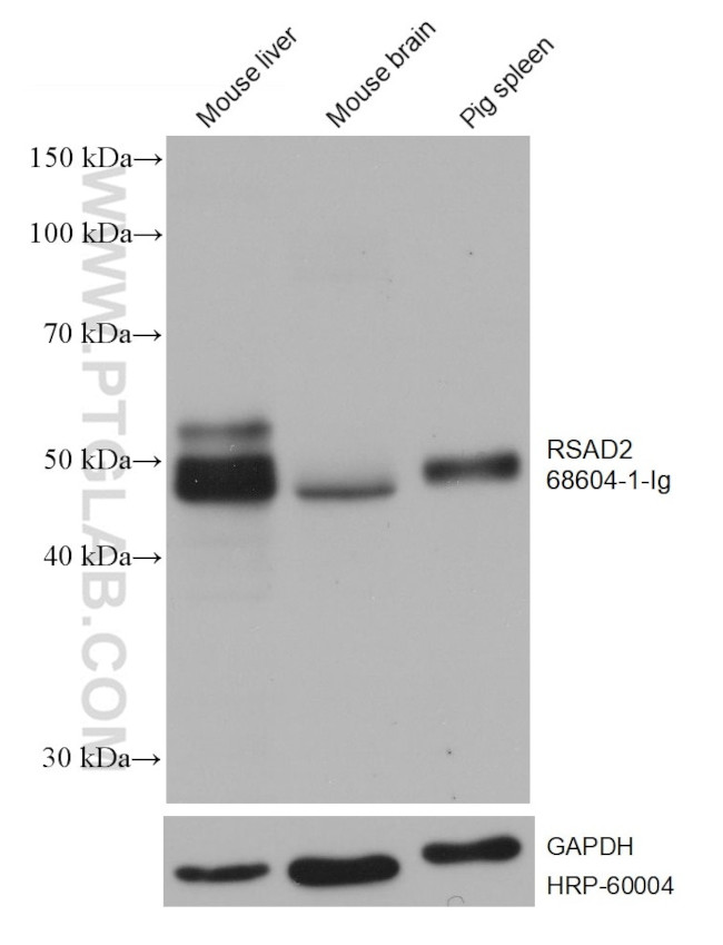 RSAD2 Antibody in Western Blot (WB)