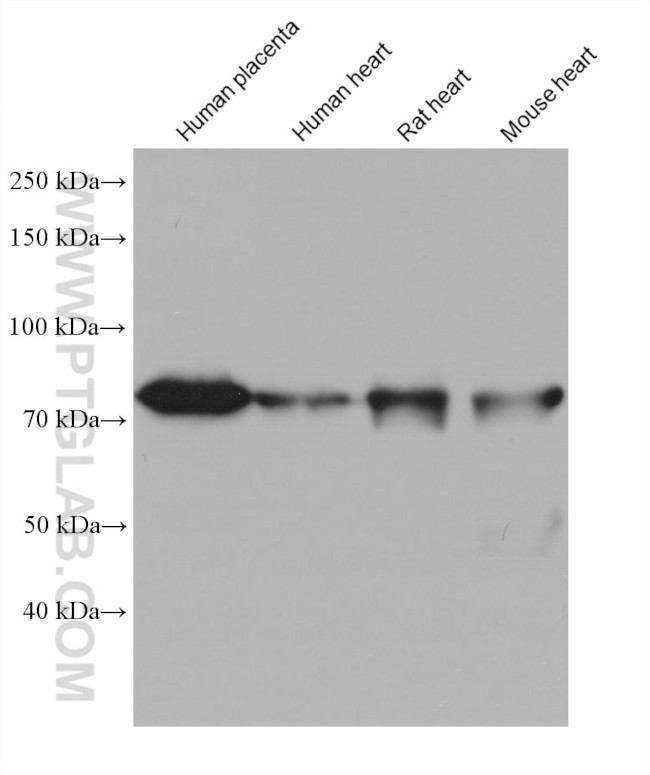 ACSS1 Antibody in Western Blot (WB)