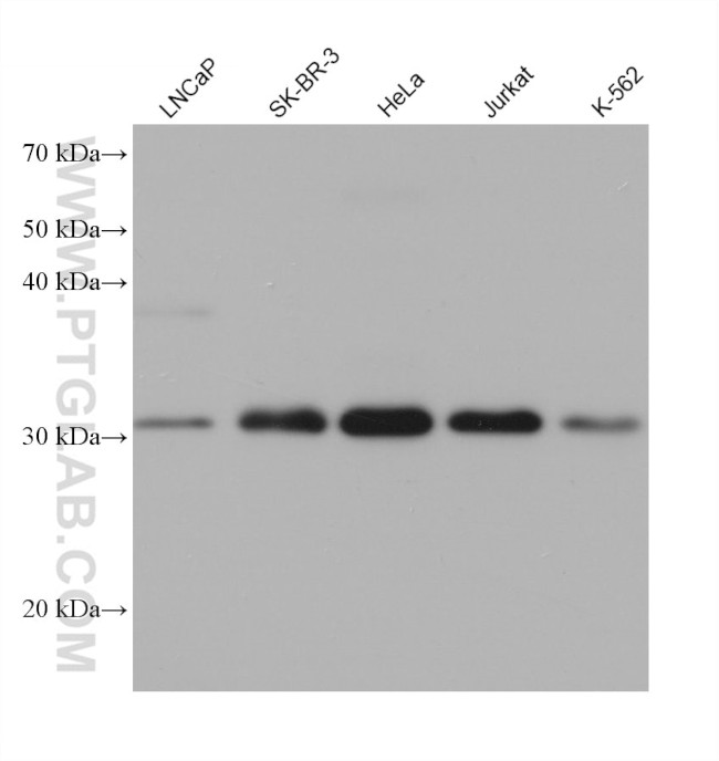 SPIN1 Antibody in Western Blot (WB)