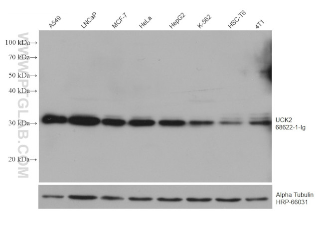 UCK2 Antibody in Western Blot (WB)