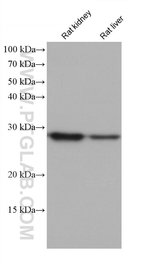 FAHD1 Antibody in Western Blot (WB)