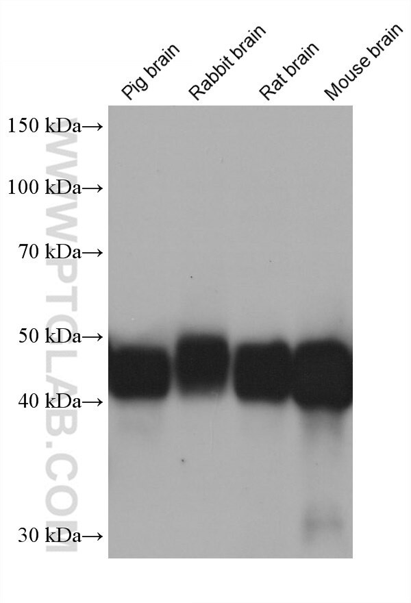DPF3 Antibody in Western Blot (WB)