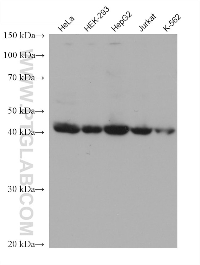 FBXO22 Antibody in Western Blot (WB)