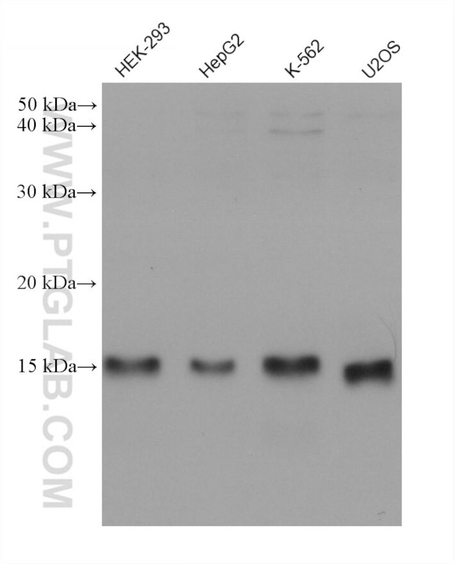 RNF7 Antibody in Western Blot (WB)