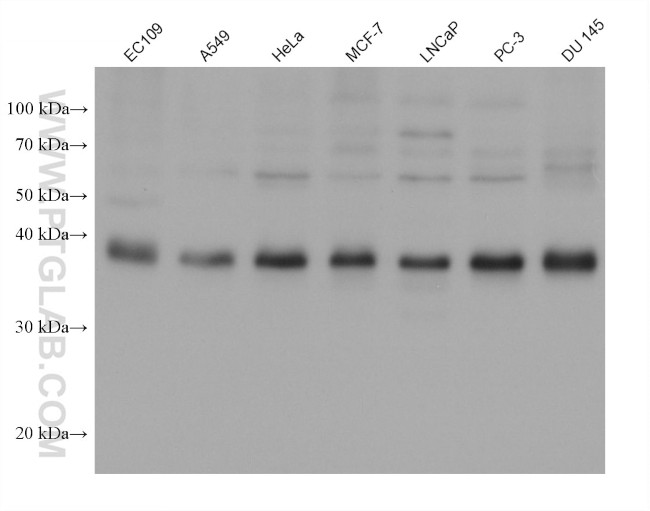 SPDEF Antibody in Western Blot (WB)